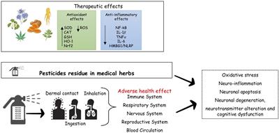 Medicinal herbs and multiple sclerosis: Overview on the hard balance between new therapeutic strategy and occupational health risk